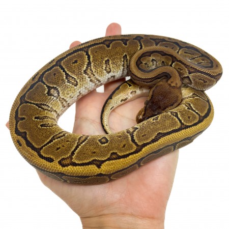 Python regius "Pinstripe Yellow Belly" - Python royal