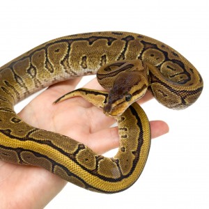 Python regius "Pinstripe...