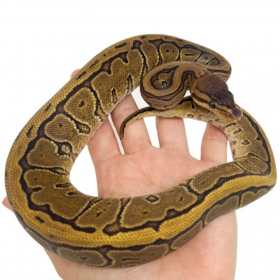 Python regius "Pinstripe Yellow Belly" - Python royal