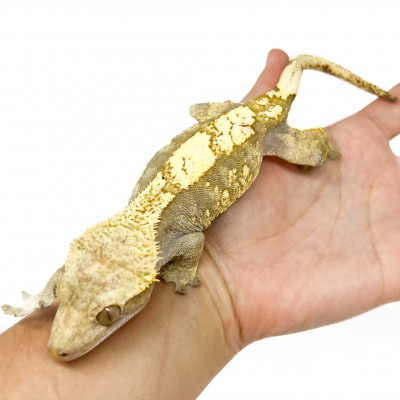 Correlophus ciliatus "Extrem Harlequin" (ADULTE) - Gecko à crête