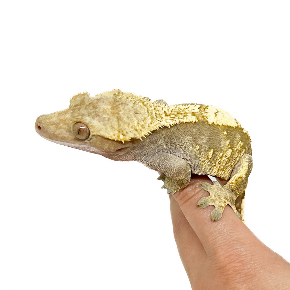 Correlophus ciliatus "Extrem Harlequin" (ADULTE) - Gecko à crête