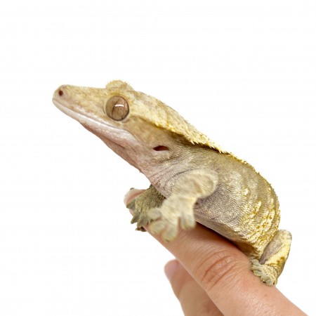 Correlophus ciliatus "Extrem Harlequin" (ADULTE) - Gecko à crête