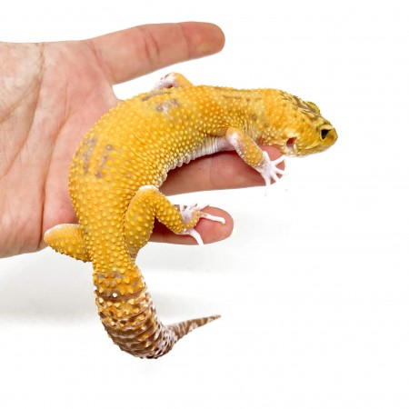 Eublepharis macularius "Raptor" - Gecko léopard