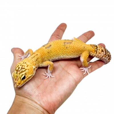Eublepharis macularius "Raptor" - Gecko léopard