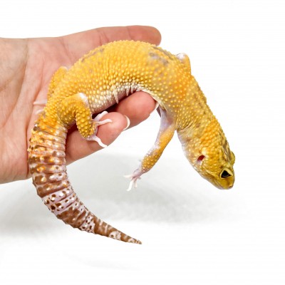 Eublepharis macularius "Raptor" - Gecko léopard