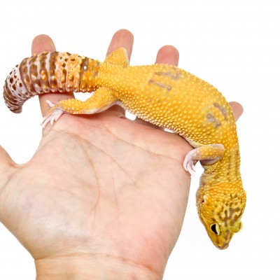 Eublepharis macularius "Raptor" - Gecko léopard