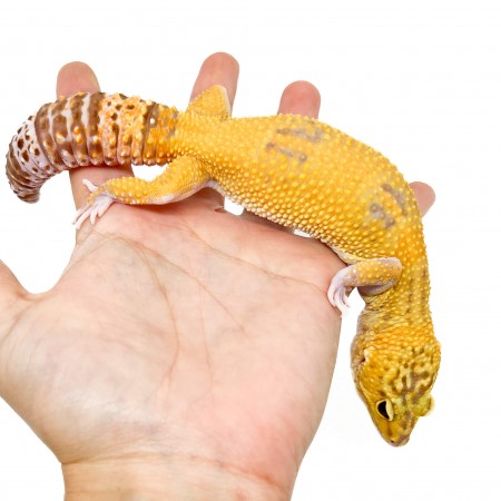 Eublepharis macularius "Raptor" - Gecko léopard