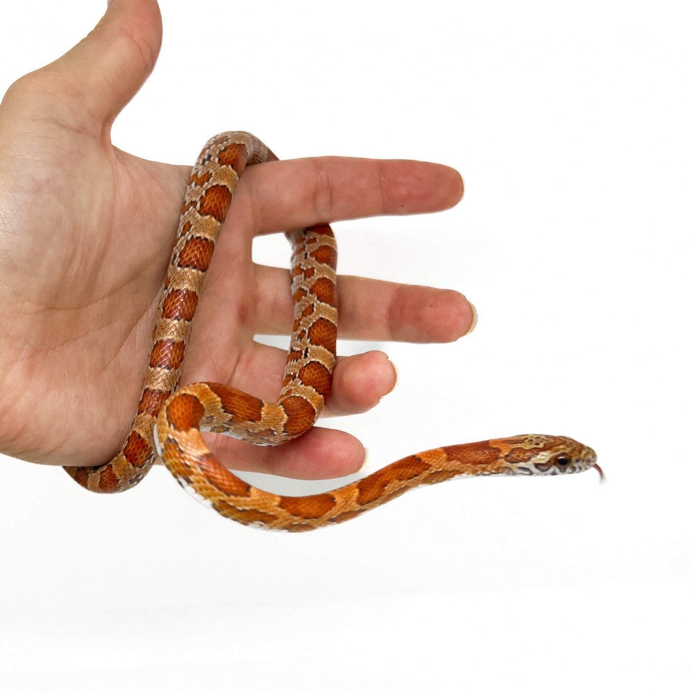 Pantherophis guttatus "Sunkissed" - Serpent des blés