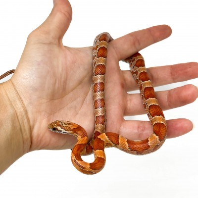 Pantherophis guttatus "Sunkissed" - Serpent des blés