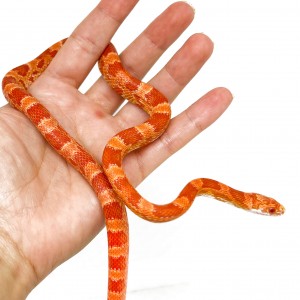 Pantherophis guttatus...
