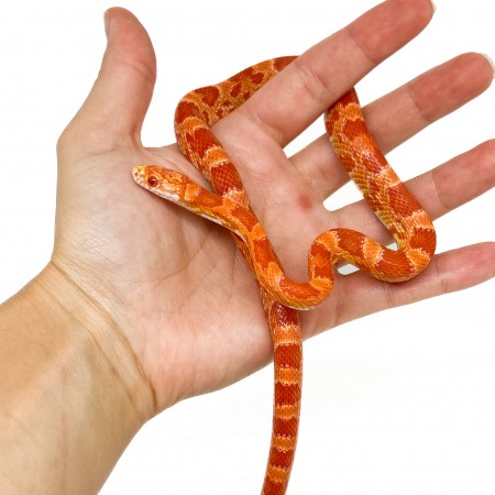 Pantherophis guttatus "Sunkissed albinos" - Serpent des blés