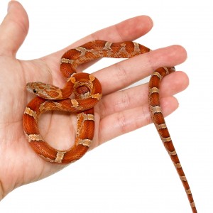 Pantherophis guttatus...