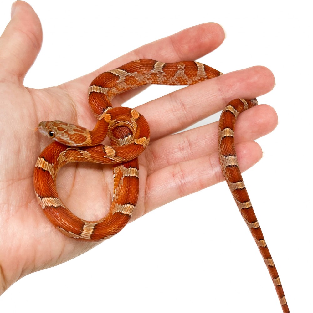 Pantherophis guttatus "Bloodred" - Serpent des blés