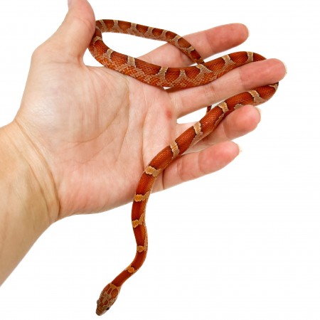 Pantherophis guttatus "Bloodred" - Serpent des blés