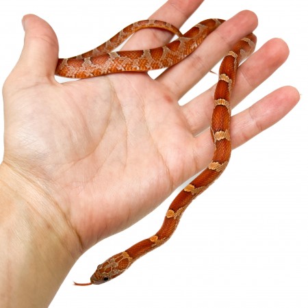 Pantherophis guttatus "Bloodred" - Serpent des blés