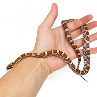 Pantherophis guttatus "Okeetee" - Serpent des blés