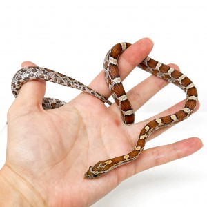 Pantherophis guttatus...