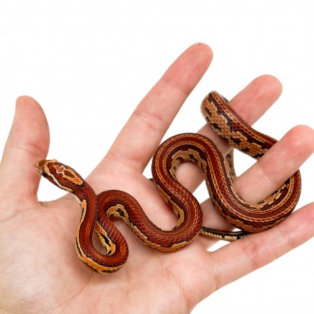 Pantherophis guttatus "Hypo Aztec" - Serpent des blés