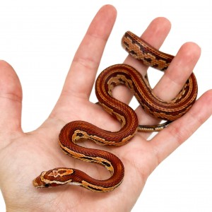 Pantherophis guttatus "Hypo...