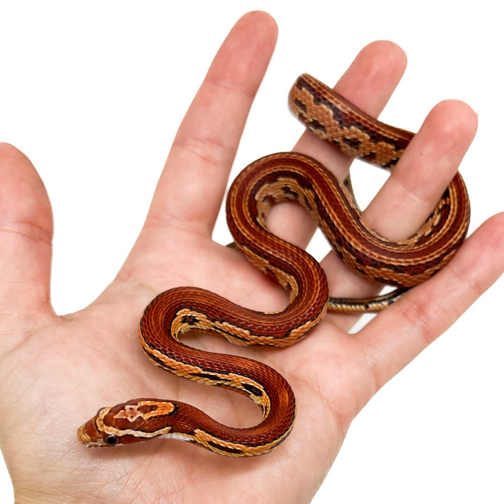 Pantherophis guttatus "Hypo Aztec" - Serpent des blés