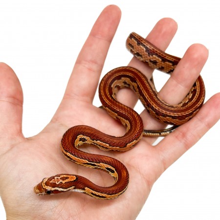 Pantherophis guttatus "Hypo Aztec" - Serpent des blés