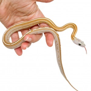 Pantherophis guttatus...