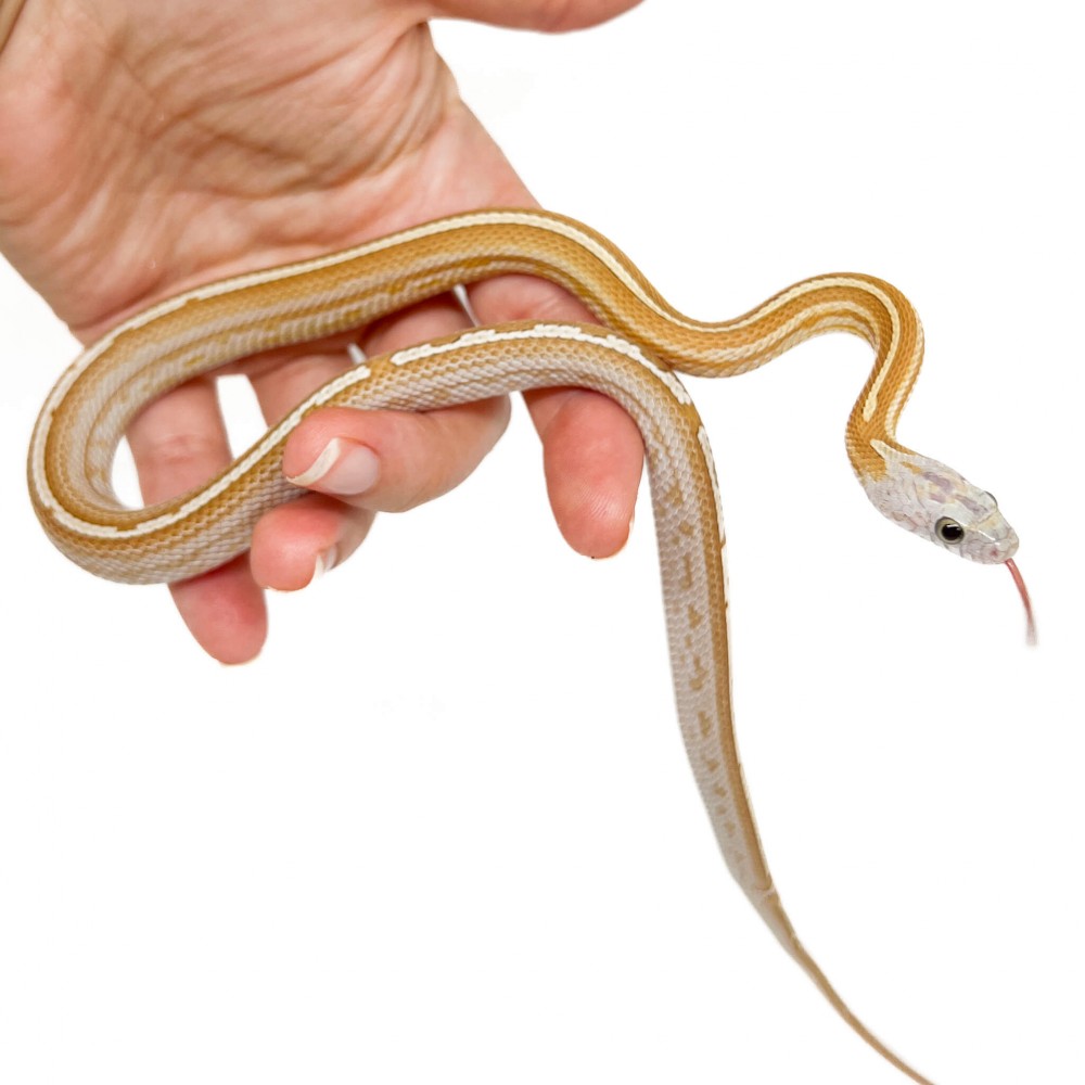Pantherophis guttatus "Tessera Amber" - Serpent des blés