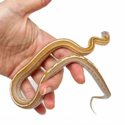 Pantherophis guttatus "Tessera Amber" - Serpent des blés