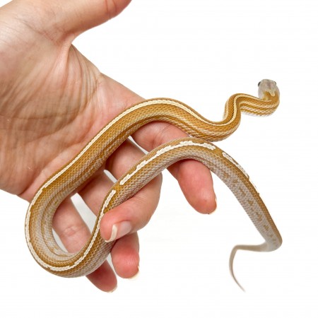 Pantherophis guttatus "Tessera Amber" - Serpent des blés