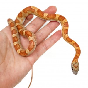 Pantherophis guttatus...