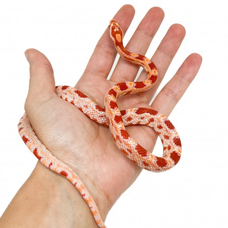 Pantherophis guttatus "Reverse Albinos" - Serpent des blés