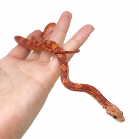 Pantherophis guttatus "Hypo Bloodred" - Serpent des blés