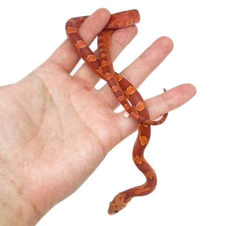 Pantherophis guttatus "Hypo Bloodred" - Serpent des blés