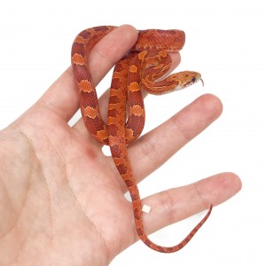 Pantherophis guttatus "Hypo...