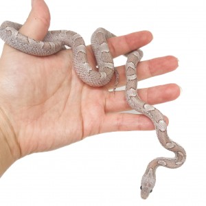 Pantherophis guttatus...
