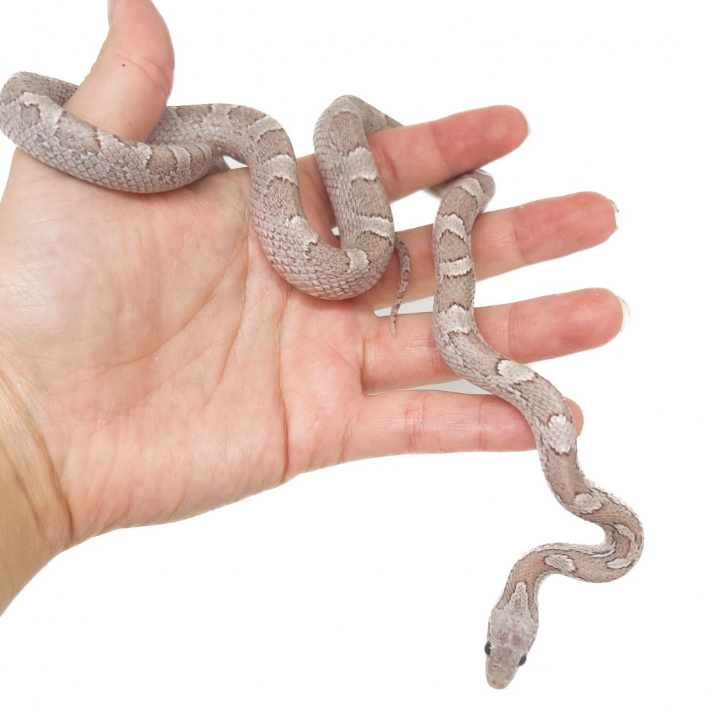 Pantherophis guttatus "Ghost blood" - Serpent des blés