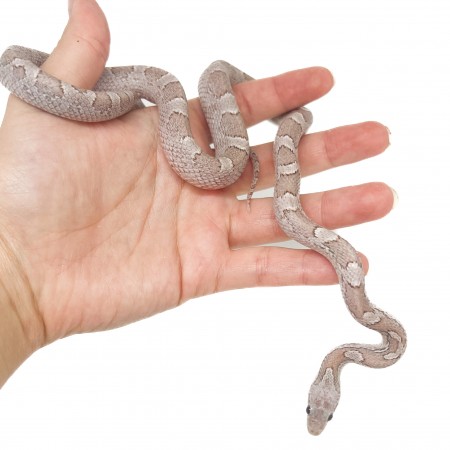 Pantherophis guttatus "Ghost blood" - Serpent des blés