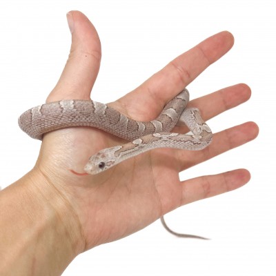 Pantherophis guttatus "Ghost blood" - Serpent des blés
