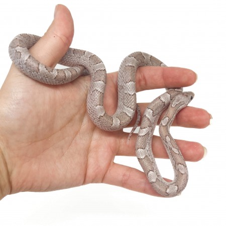 Pantherophis guttatus "Ghost blood" - Serpent des blés