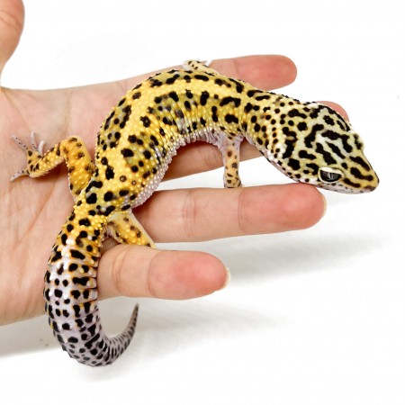 Eublepharis macularius "Stripe" - Gecko léopard
