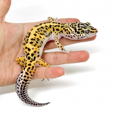 Eublepharis macularius "Stripe" - Gecko léopard