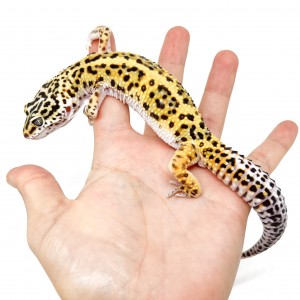 Eublepharis macularius...