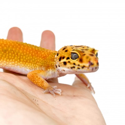 Eublepharis macularius "Super hypo tangerine" - Gecko léopard