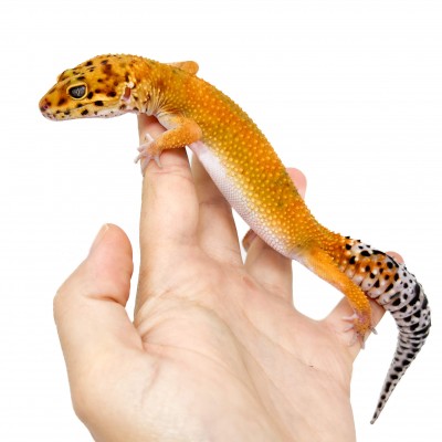 Eublepharis macularius "Super hypo tangerine" - Gecko léopard