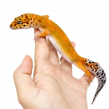 Eublepharis macularius "Super hypo tangerine" - Gecko léopard