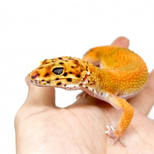 Eublepharis macularius...