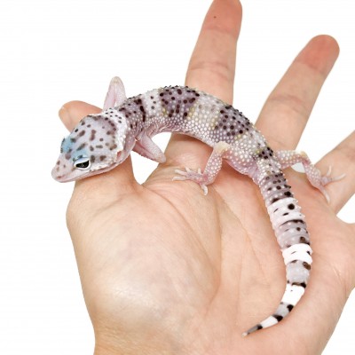 Eublepharis macularius fasciolatus - Gecko léopard