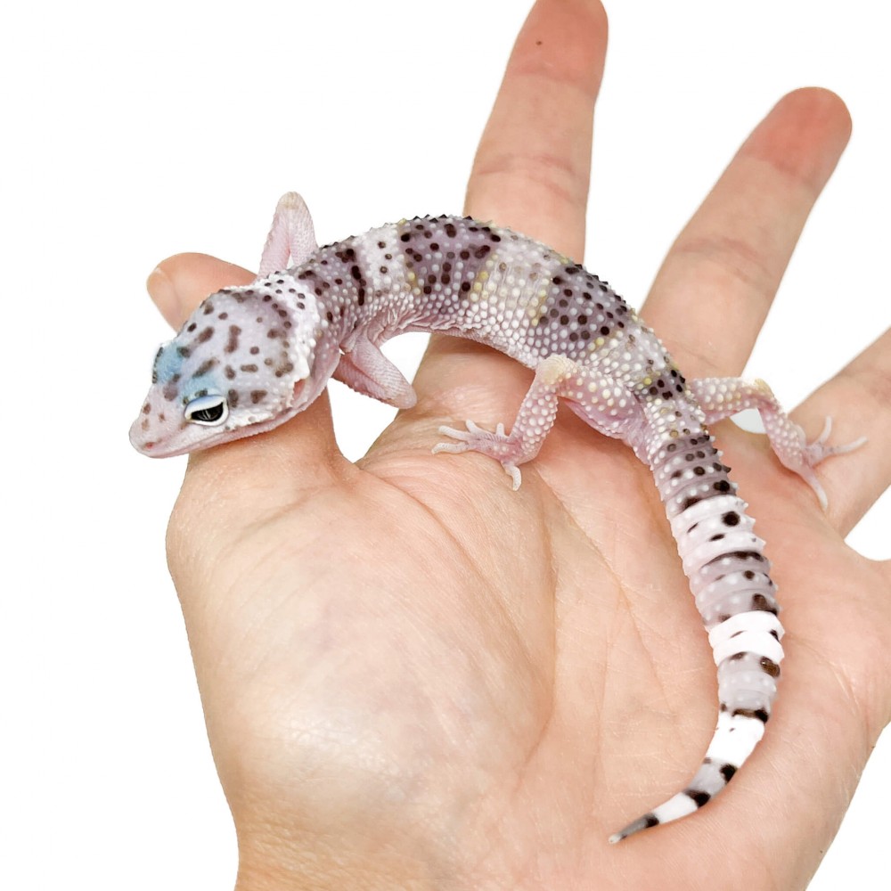 Eublepharis macularius fasciolatus - Gecko léopard Eublepharis macularius fasciolatus - Gecko léopard