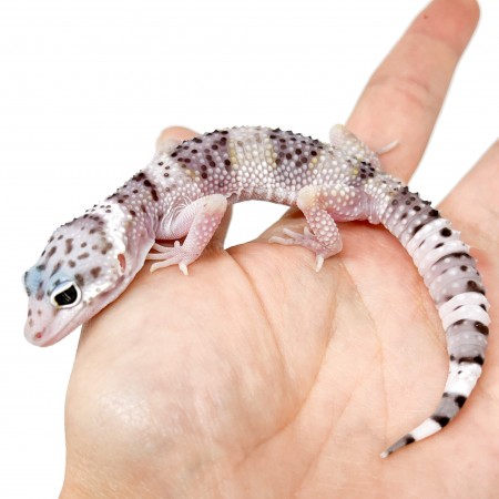 Eublepharis macularius fasciolatus - Gecko léopard