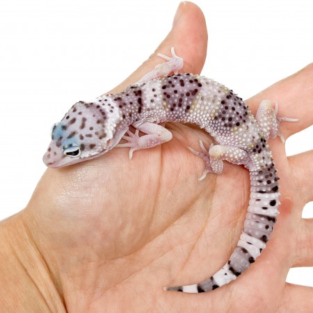 Eublepharis macularius fasciolatus - Gecko léopard